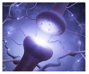 Cbd receptors