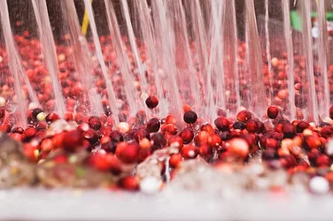 Cranberries fruit dor