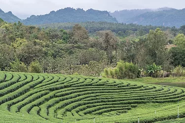 Organic farming