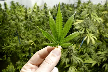 Marijuana e1524169319425