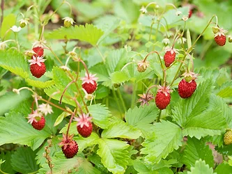 Strawberries2