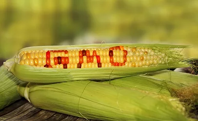 Gmocorn2