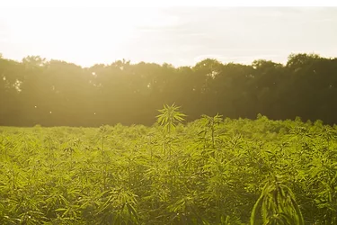 Hemp 2