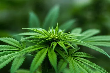 Cannabis