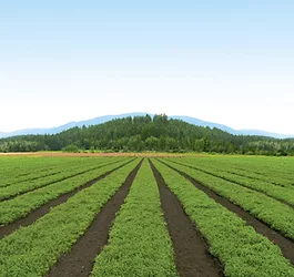 Factors farm