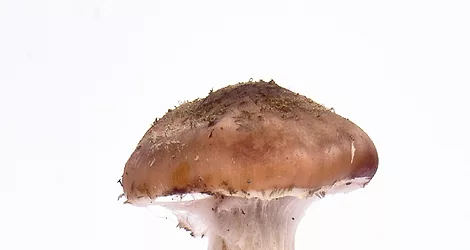 Mushroom