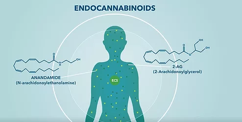 Endo