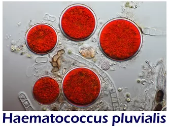 Haematococcus pluvialis