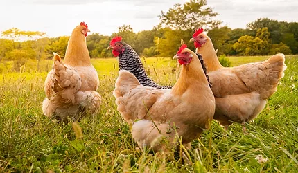 Chickens