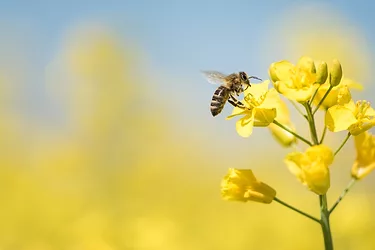 Honey bee