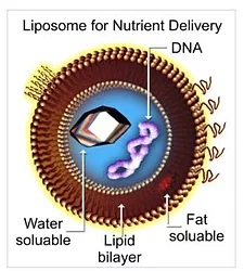Liposome 1 1