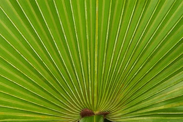 Sawpalmettofrond