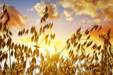 Wheatfields