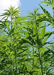 Industrial hemp