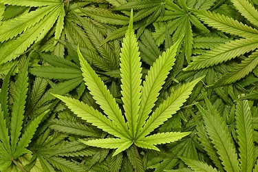 Phytocannabinoid leaf
