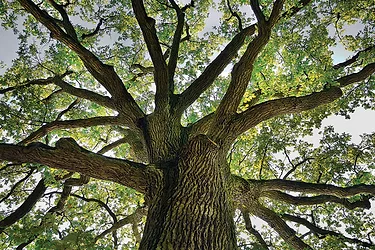 Horphag product image robuvit tree 02 c1