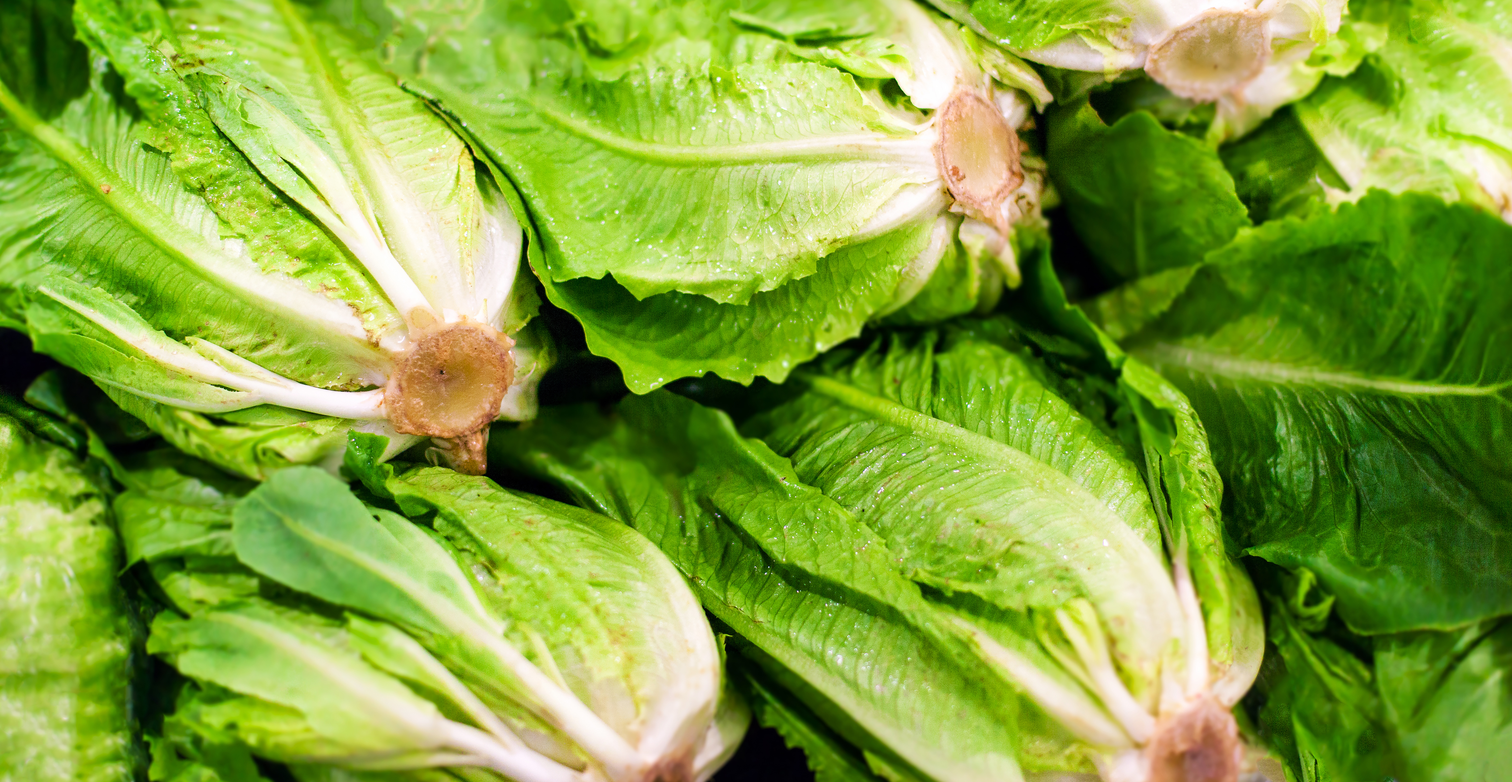 Lettuce