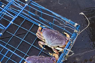 Dungeness crab