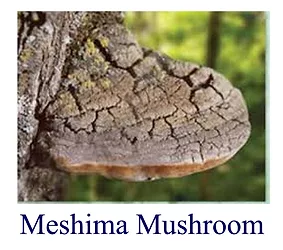 Mw meshima