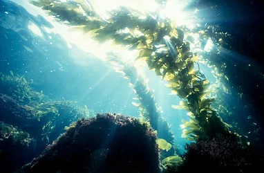 Seaweed
