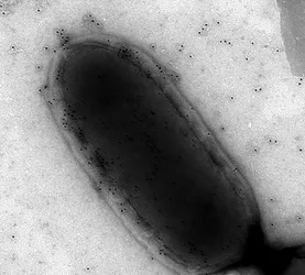 Listeria