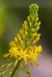 Bulbine