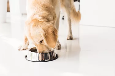 Dog eating