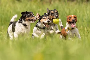 Dogs 696x464