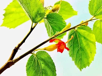 Gymnema sylvestre