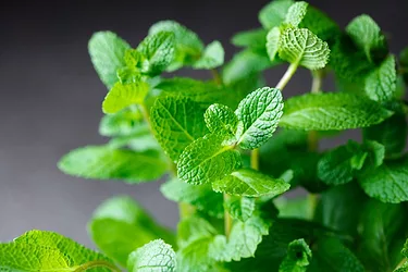 Spearmint