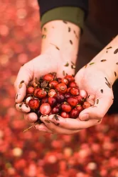 Cranberries in hands