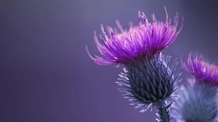 Milk thistle