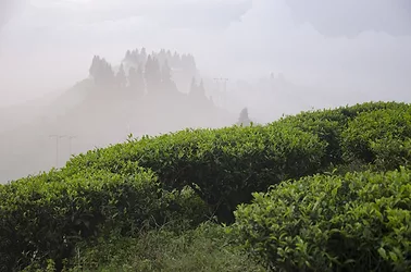 Nepalese tea