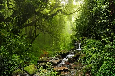 Rainforest