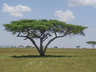 Acacia tree