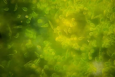 Euglena algae