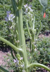 Guar plant phgg sunfibertaiyo international