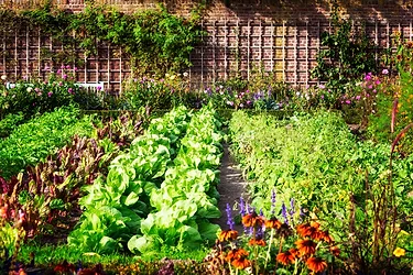 Sustainable eco friendly garden