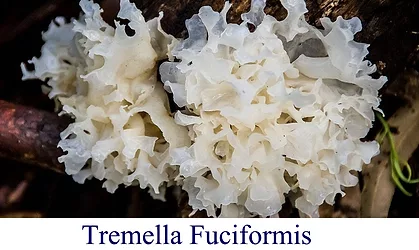 Tremella fuciformis
