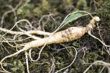 Asian ginseng