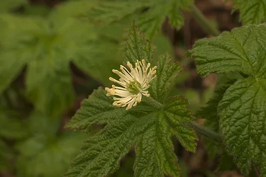 Goldenseal