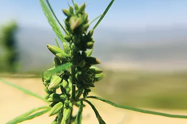 Phytocannabinoids
