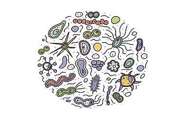 Probiotics