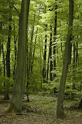 French oak