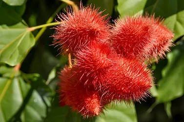Annatto