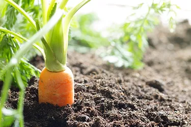 Carrot