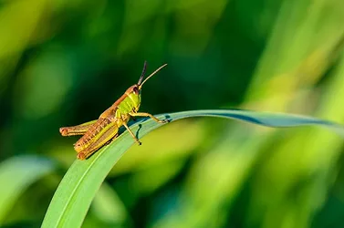 Grasshopper