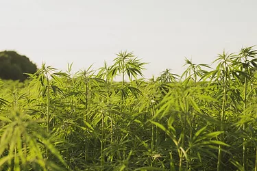 Hemp Farm