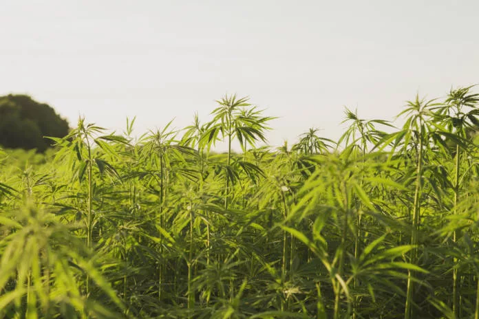 Hemp Farm