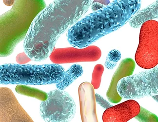 Probiotic bacteria